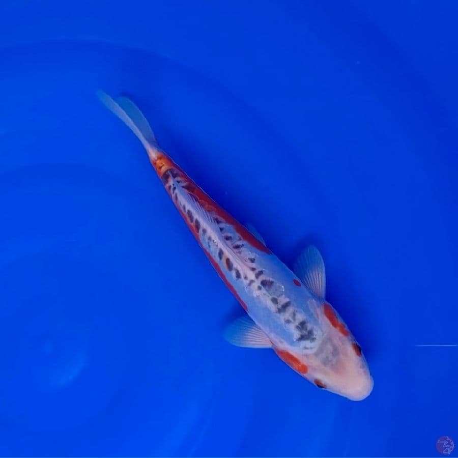 Koi Import Jepang Shusui (Sertifikat Miyatora) 28cm