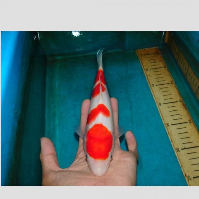 kohaku super white and red 30bu