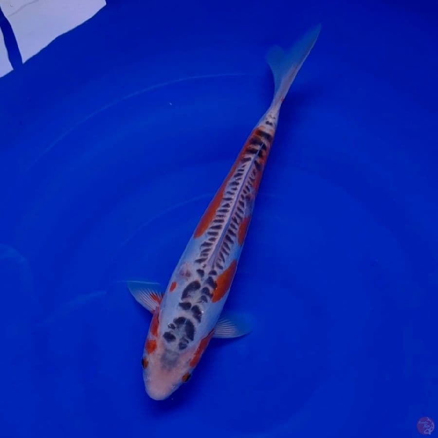 Koi Import Jepang Shusui (Sertifikat Yamaju) 30cm