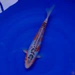 Koi Import Jepang Shusui (Sertifikat Yamaju) 30cm