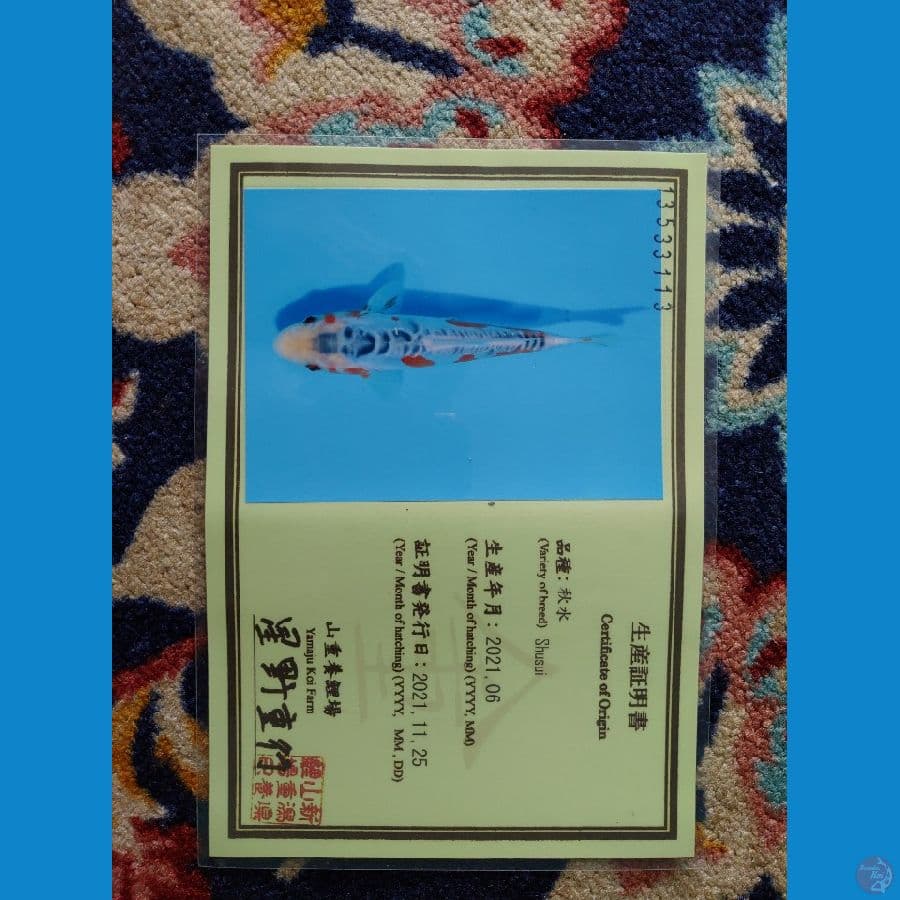 Koi Import Jepang Shusui (Sertifikat Yamaju) 30cm