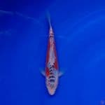 Koi Import Jepang Shusui (Sertifikat Tanaka) 21cm