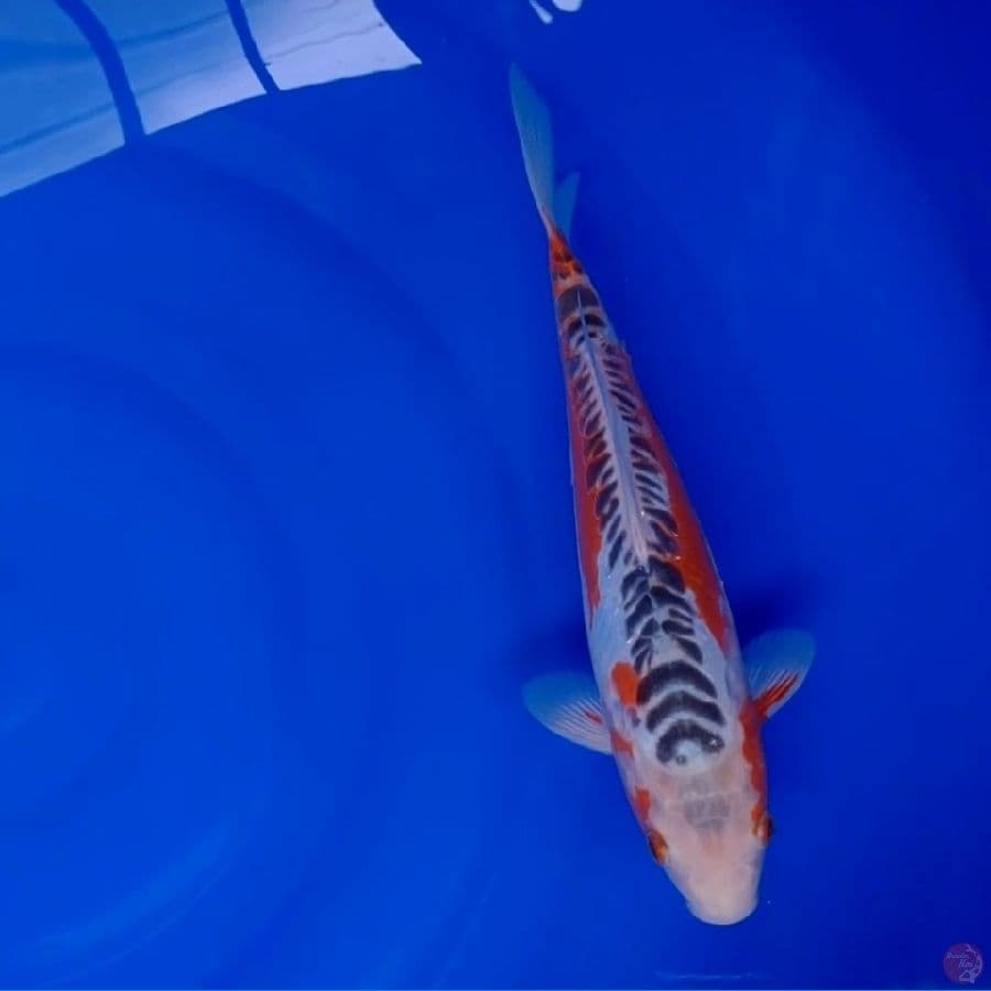 Koi Import Jepang Shusui (Sertifikat Yamaju) 31cm