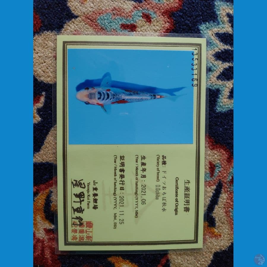 Koi Import Jepang Shusui (Sertifikat Yamaju) 31cm