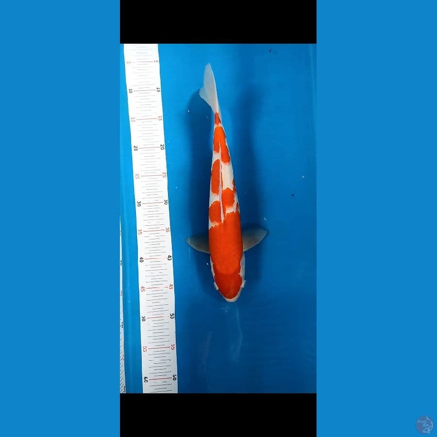Kohaku original