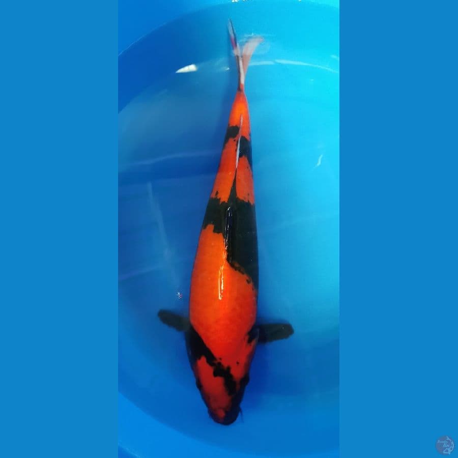 Hiutsuri SQ 45cm