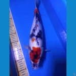 Kindai Showa 40cm