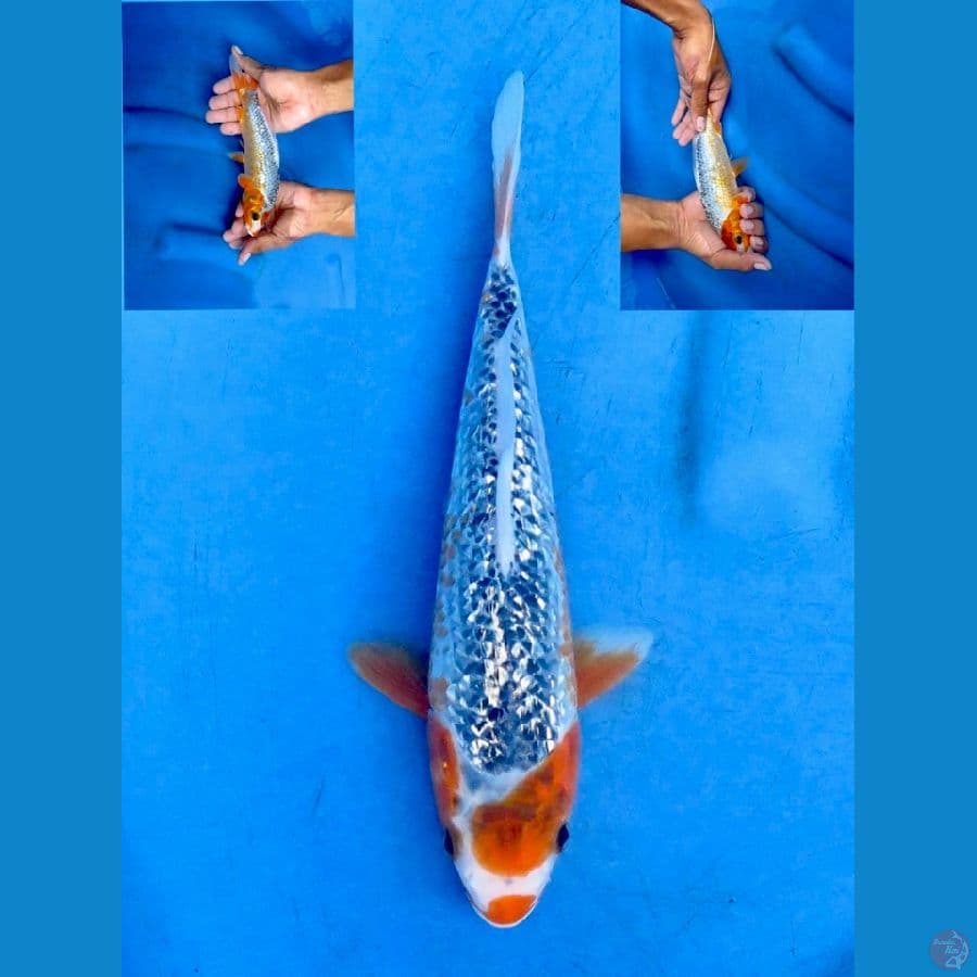 Asagi gingrin sq 20cm