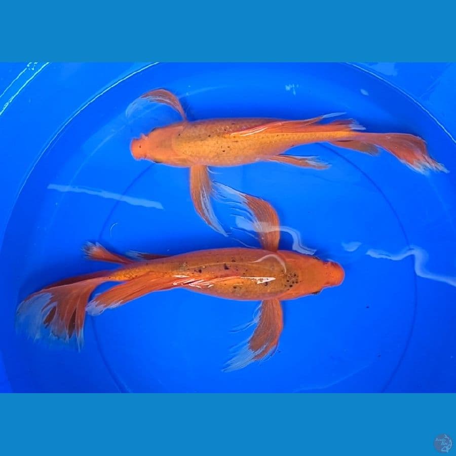 beni kumpay size 45