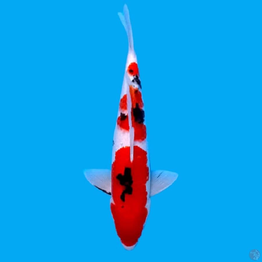 SANKE MALE 31 CM 