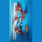 Mik size 19-25 cm