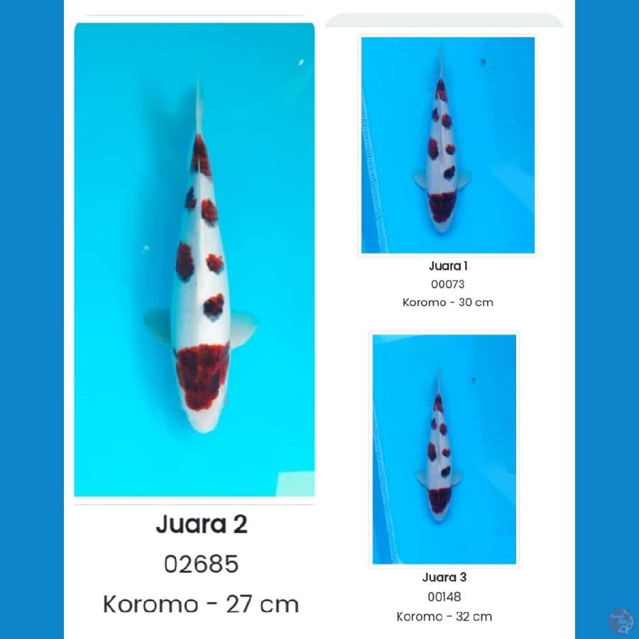 koromo SQ 35 BU male 3 serti
