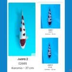 koromo SQ 35 BU male 3 serti