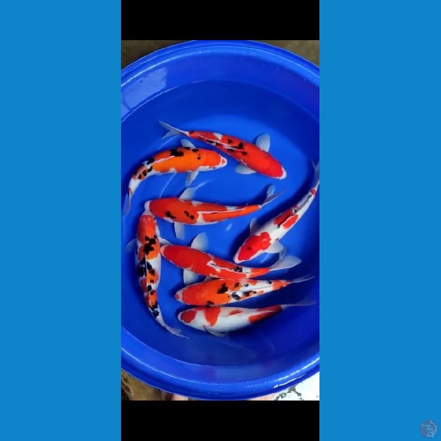 kohaku sanke 41 43cm 8unit