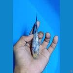 #Bahan Keep# Shiro Tate Ginrin padat 13cm