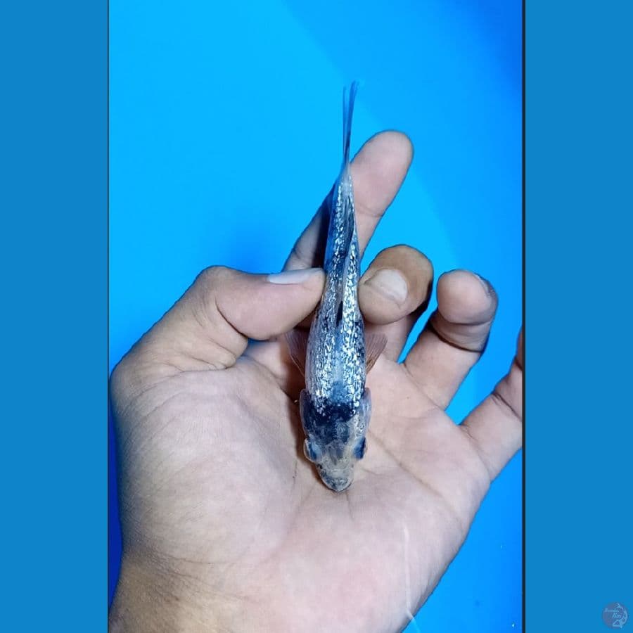 #Bahan Keep# Shiro Tate Ginrin padat 10cm