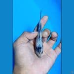 #Bahan Keep# Shiro Tate Ginrin padat 10cm