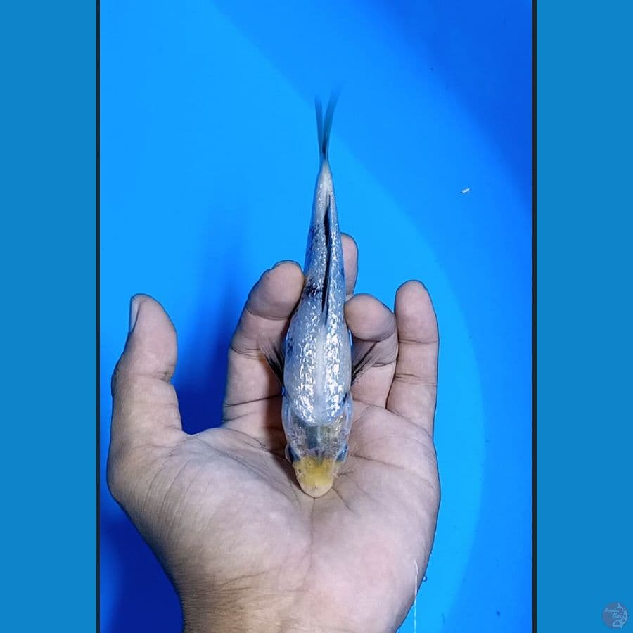 #Bahan Keep# Shiro Tate Ginrin padat 14cm