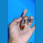 #Bahan Keep# Kindai showa ginrin padat 10cm