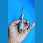 #Bahan Keep# Shiro Tate Ginrin padat 14cm