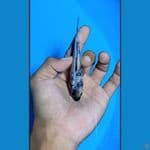#Bahan Keep# Shiro Tate Ginrin padat 10cm