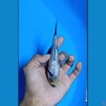 #Bahan Keep# Shiro Tate Ginrin padat 14cm