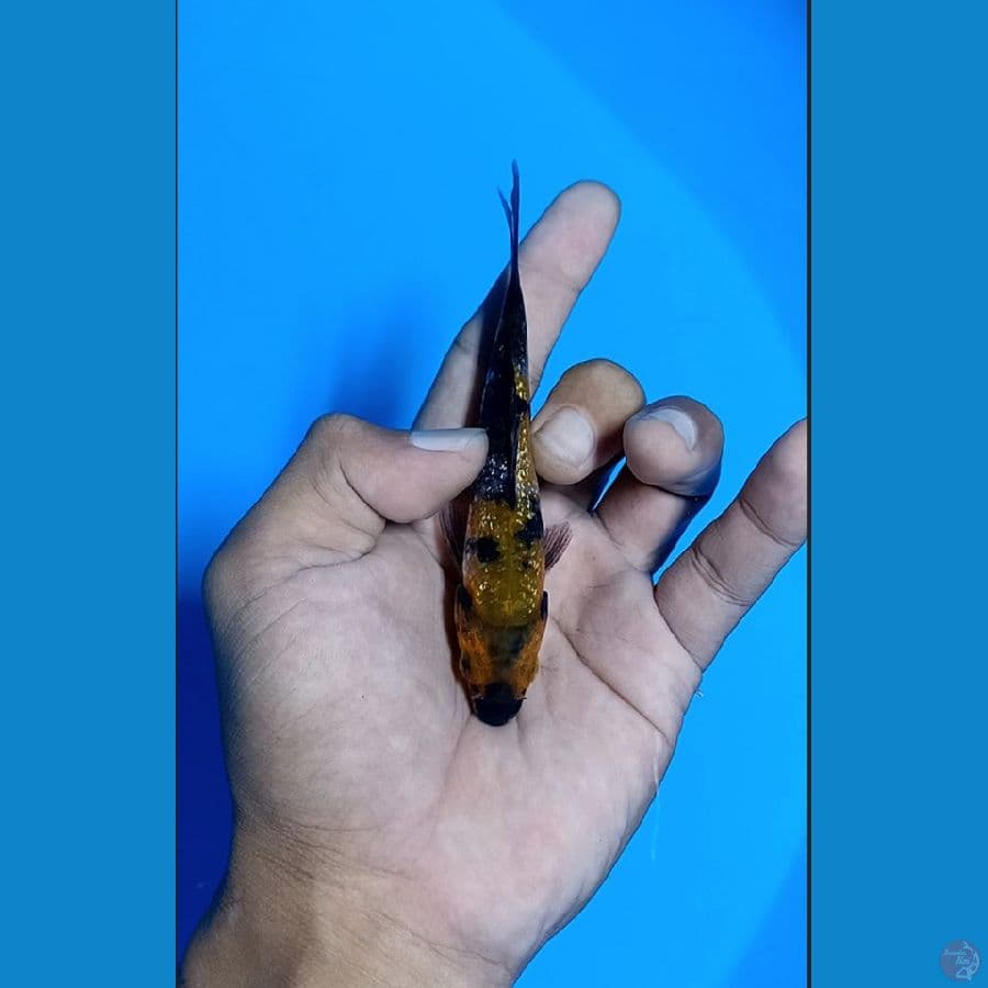 #Bahan Keep# Showa Ginrin padat 11cm