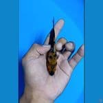 #Bahan Keep# Showa Ginrin padat 11cm