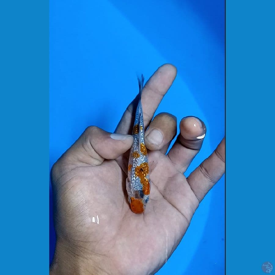 #Bahan Keep#Kindai Showa ginrin padat 10cm