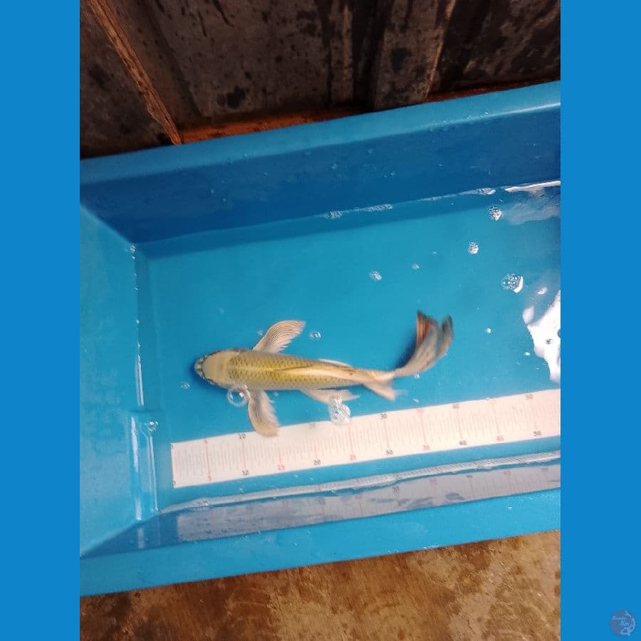 kumpay mukasi