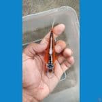 shusui 12cm