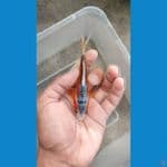 shusui 12 cm