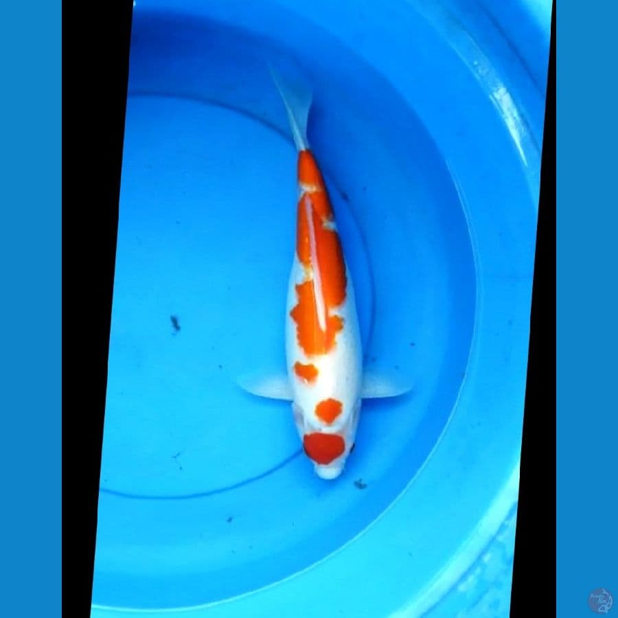 Maruten kohaku 37 cm
