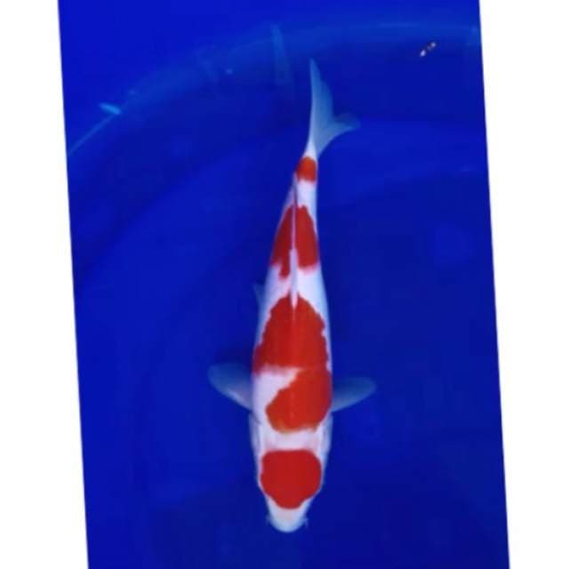 kohaku ersa tes hoky?