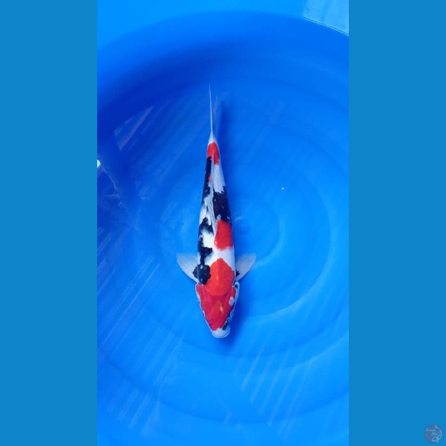Showa 37Cm Male