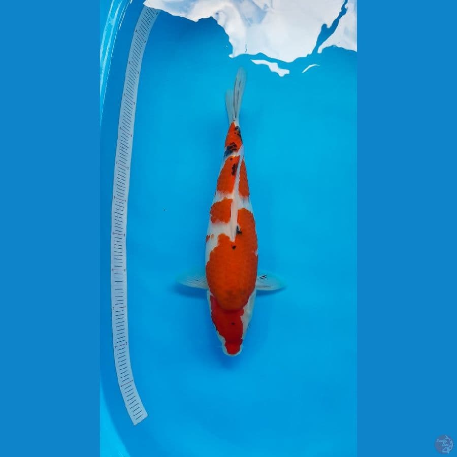 Taisho Sanke Munuk 43 cm Female