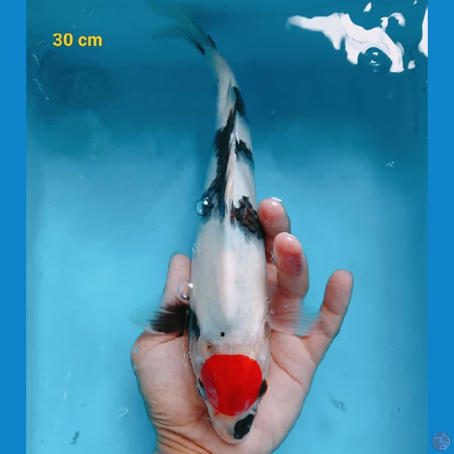Tancho showa male 30 cm