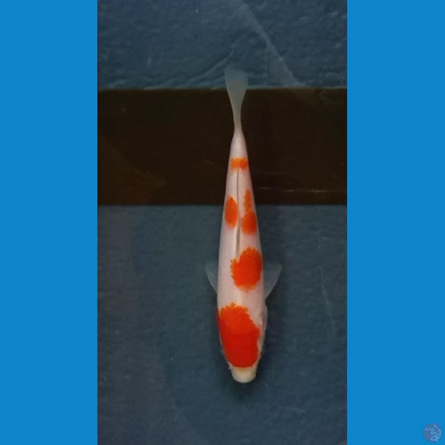 minion 13.Cm Kohaku 