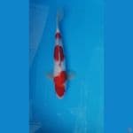 Kohaku Jantan 