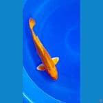 Kin Matsuba 38cm male