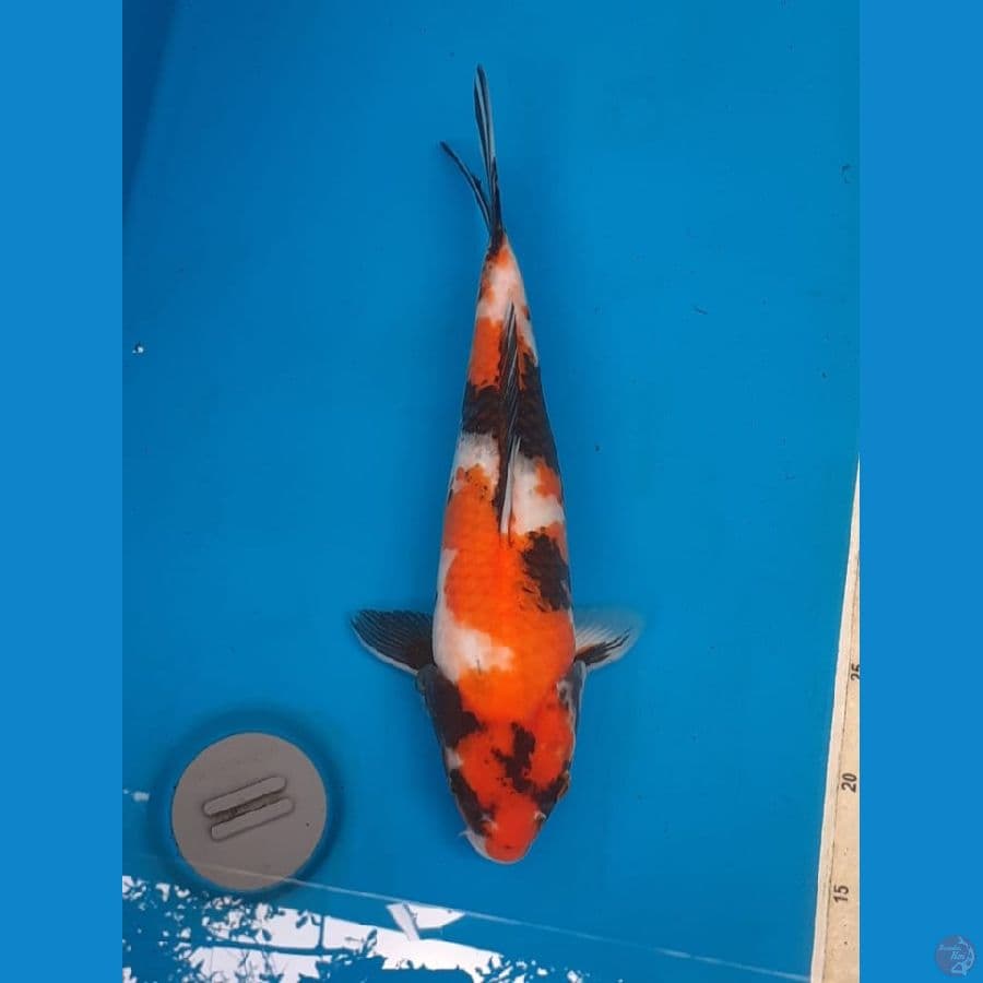 Showa " Izuru" 40Bu + Certy 