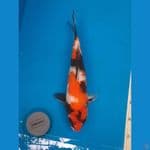 Showa " Izuru" 40Bu + Certy 
