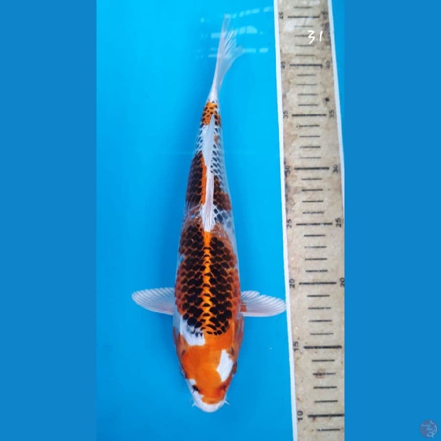 Kujaku 31cm