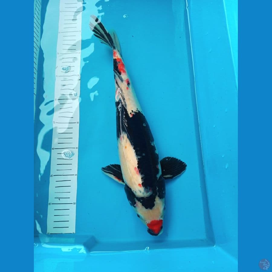 showa jantan 41cm