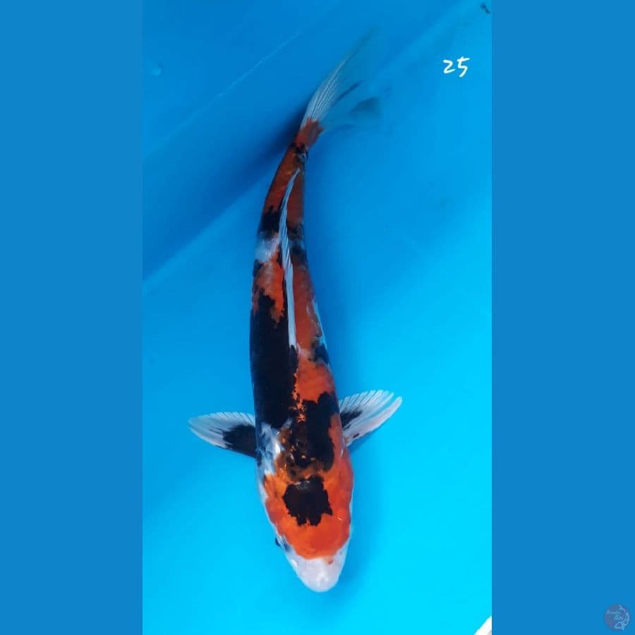 Showa Hikari 25cm