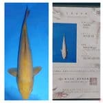 Karasi serty breeder SFF 40cm