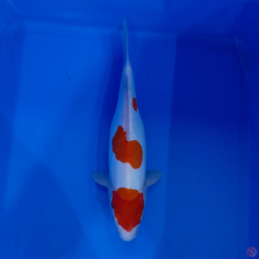 KITARO - 3 STEP PURE DOITSU 30CM