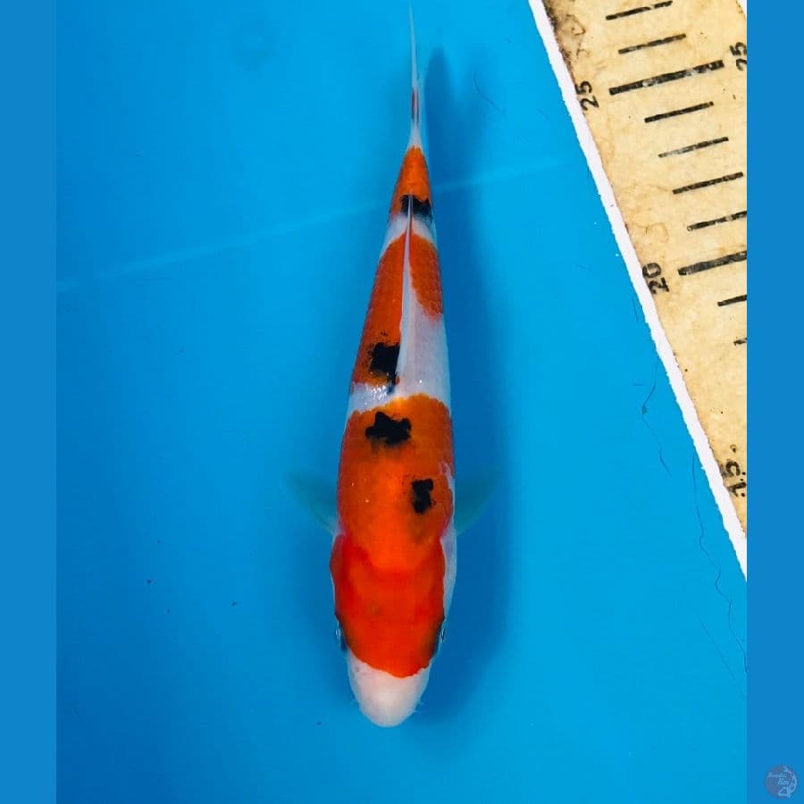 sanke 16cm