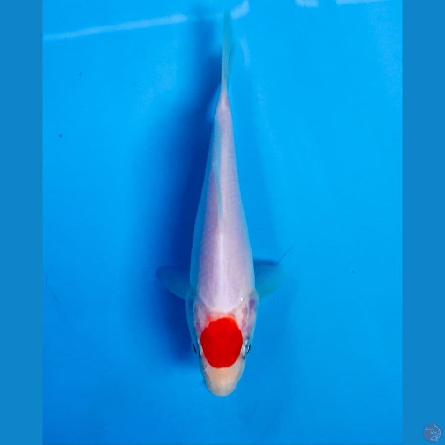 tancho kohaku 12cm