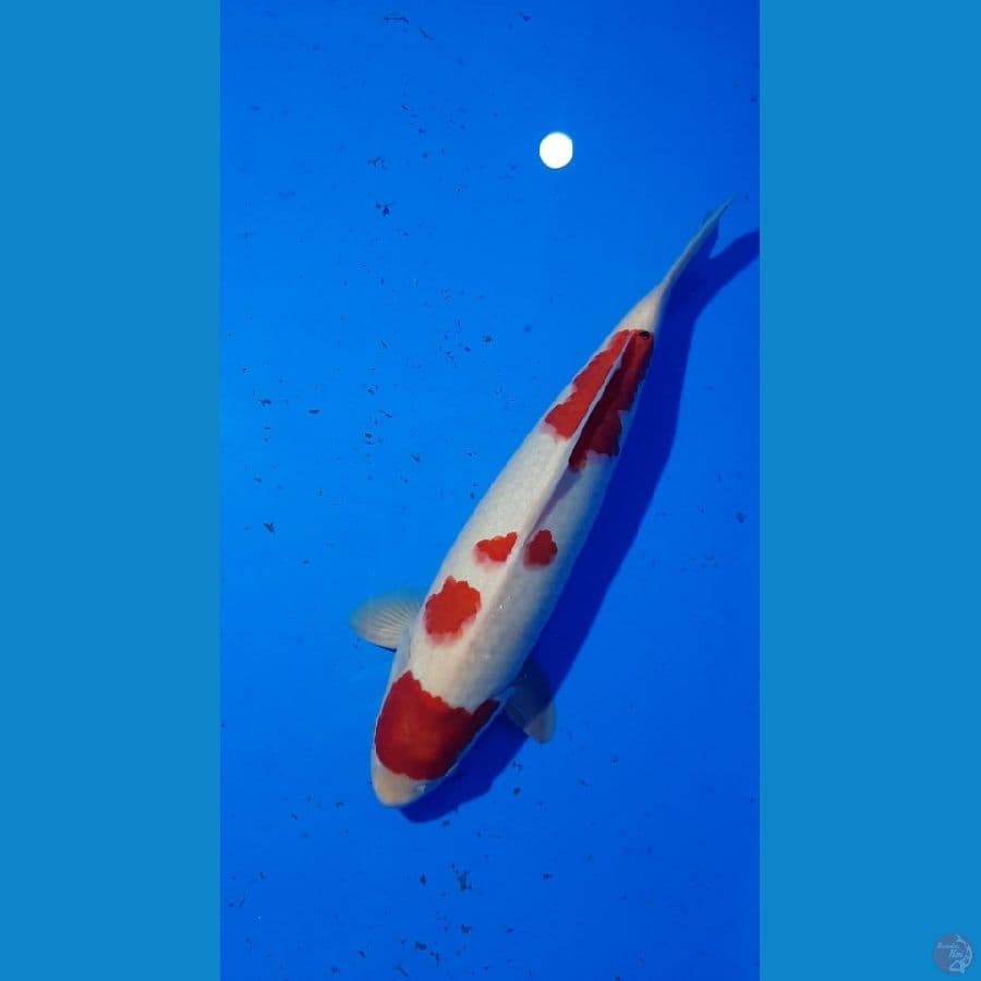 Kohaku 38 cm male original body bulky 